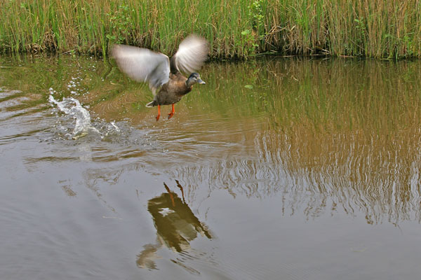 Naturschutzgebiet »De Wieden«: Aufgeschreckte Ente