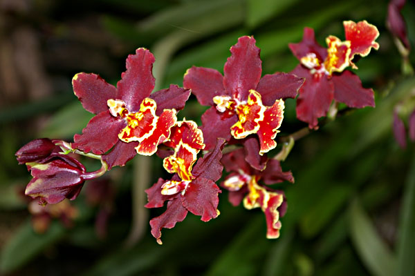 Farbenprächtige <i>Cattleya</i> im Orchideenhof in Luttelgeest